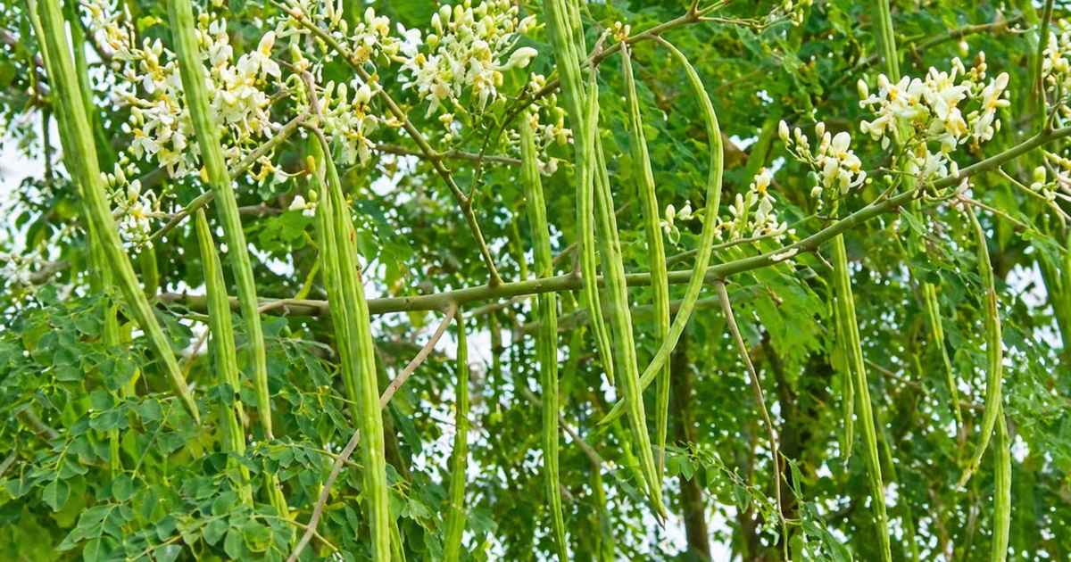 இயற்கை அளித்த வரம் முருங்கைகாய்! 10 uses-of-drumstick